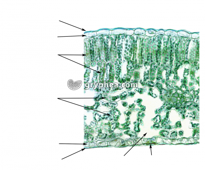 Feuille de Berberis CT x25 (vue à compléter) - gryphea.com